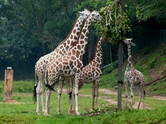 吉隆坡国家动物园（National Zoo）官方网站