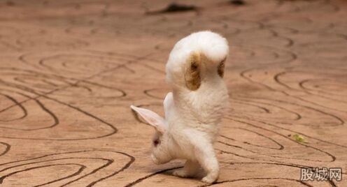 广西兔子倒立行走