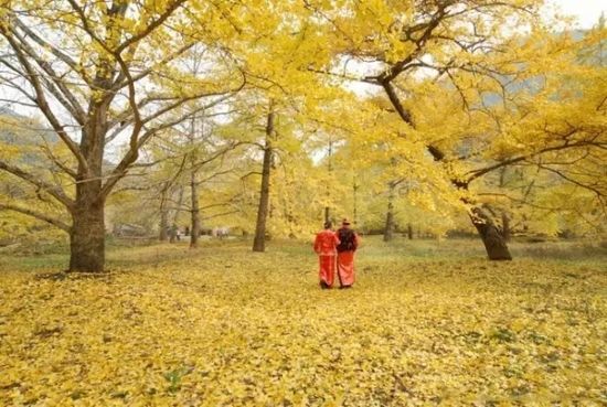 11月国内最美秋色，在对的时间去对的地方