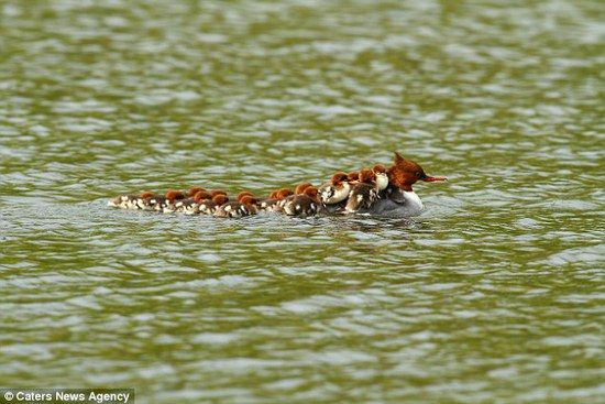 伟大的母爱！鸭子妈妈一肩“搭载”16只小鸭过水塘