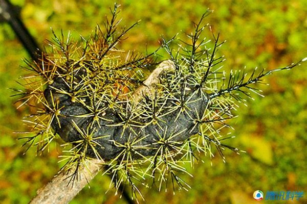 世界十大最致命生物：小毒箭蛙秒杀数十人