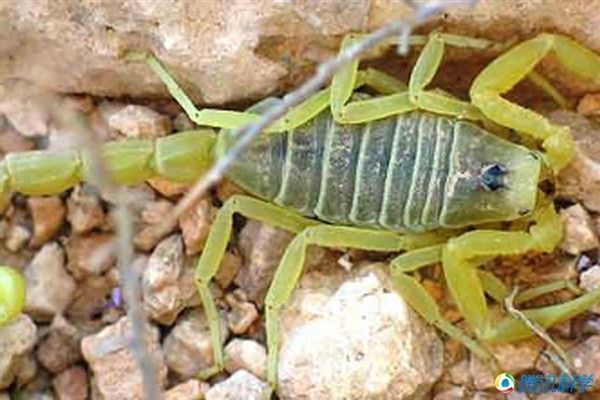 世界十大最致命生物：小毒箭蛙秒杀数十人