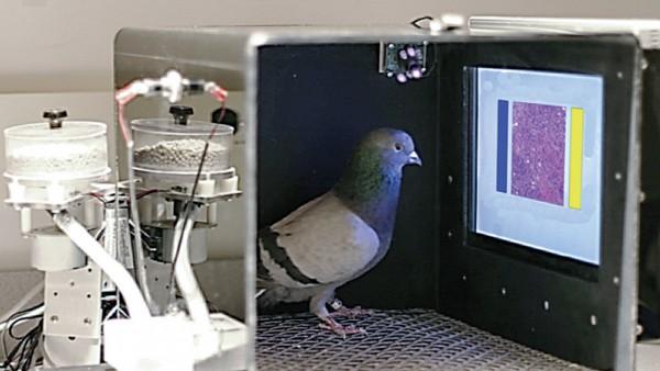太厉害了！ 鸽子竟然能够分辨癌症图像！