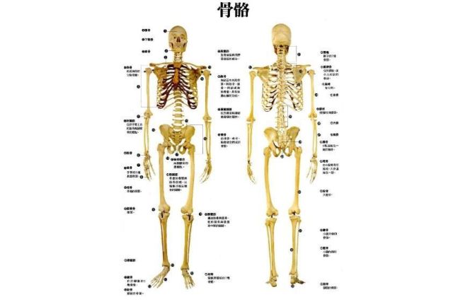 骨骼模型是真人骨骼：高校用人骨教学40年才发现为其办葬礼