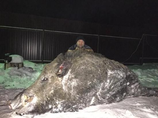 俄罗斯猎人捕获535公斤重超级大野猪 肩高1.7米