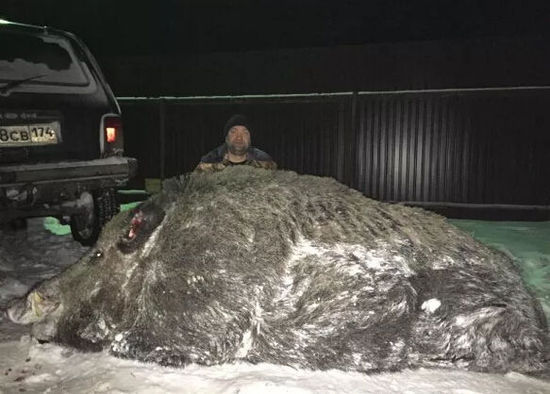 罕见！俄罗斯猎人捕获535公斤重超级大野猪