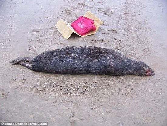 捡食动物死尸60多年 圣诞食谱是海豚餐