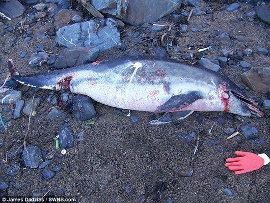 捡食动物死尸60多年 圣诞食谱是海豚餐