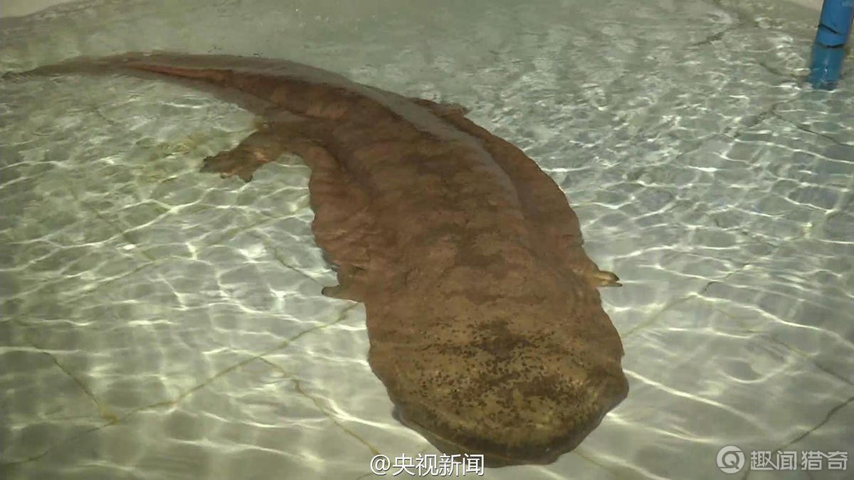 罕见！国内惊现200岁以上野生娃娃鱼，体长一米多