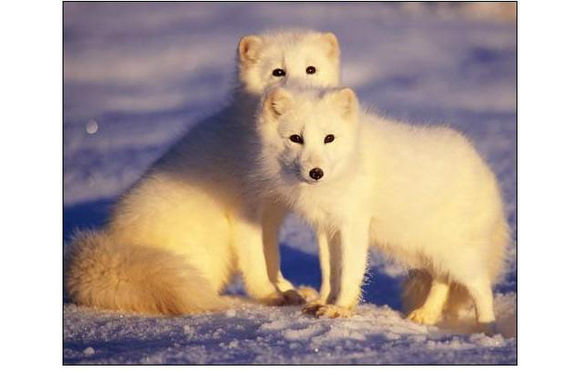 地球上12种北极动物，涨姿势了有没有