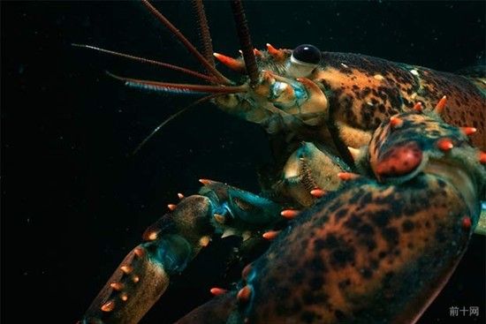 关于龙虾的10件怪事 竟然从脸部排尿！