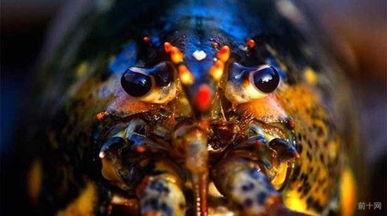 关于龙虾的10件怪事 竟然从脸部排尿！