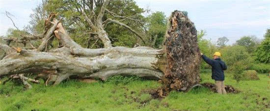 倒掉的百年老树引出神秘骸骨 千年前发生了什么？