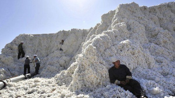 能制造1270亿件T恤的棉花堆 好大的棉花糖啊！
