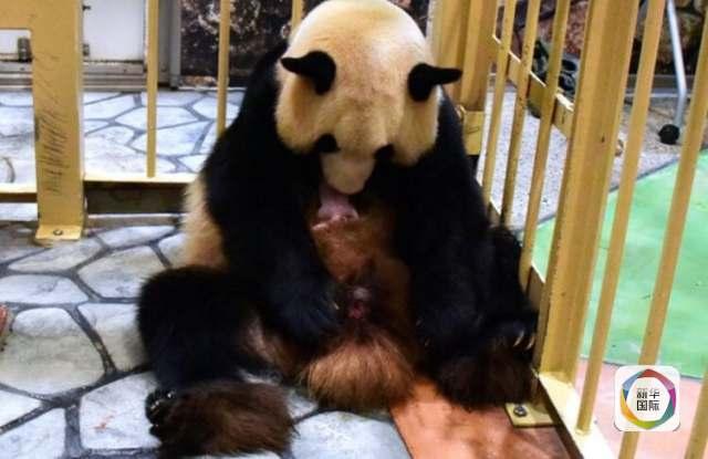 日本诞生一只自然交配熊猫 爸爸相当于人类72岁高龄
