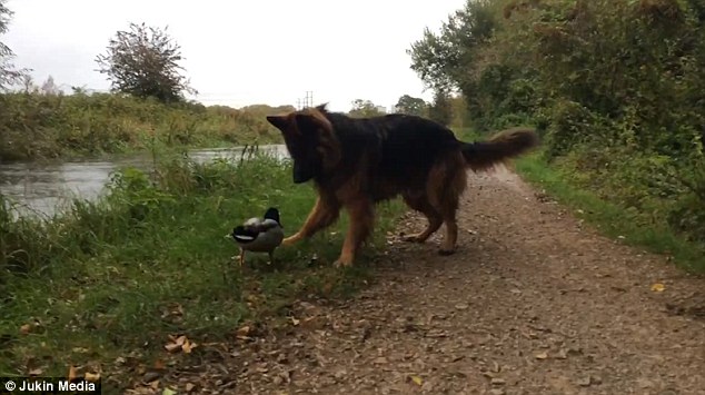 英国野鸭挡住牧羊犬去路视频 滑稽有趣蹿红网络