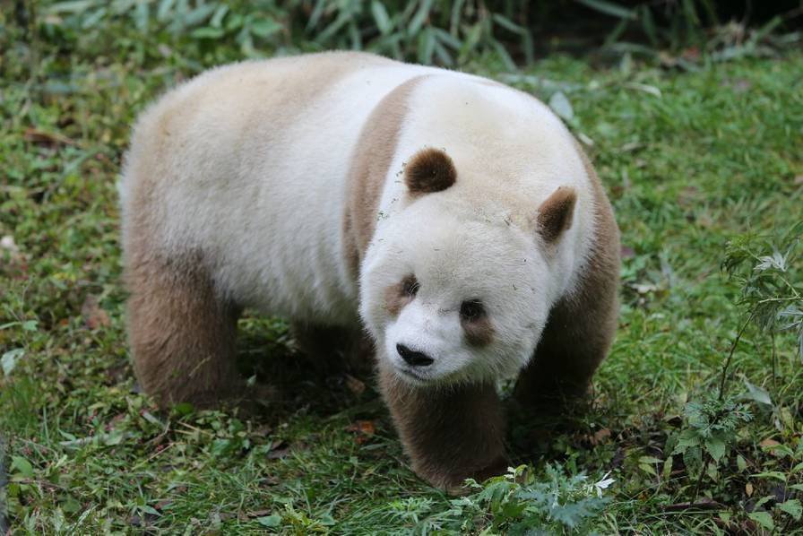 全球唯一棕色熊猫变胖嘟嘟“巧克力熊”：每天吃40公斤竹子