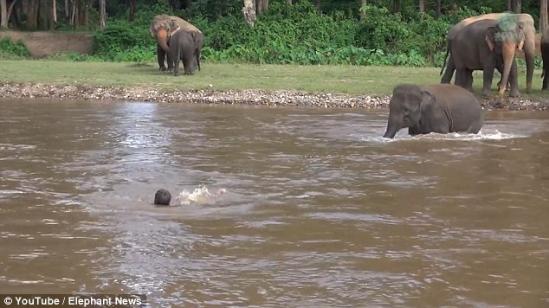 听到呼救声后 泰国小象渡河救人感动网友(组图)