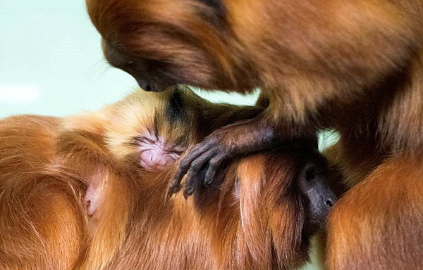 萌！澳大利亚金狮狨猴宝宝出生 紧抱妈妈不松手