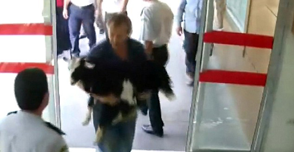 土耳其老人怀抱受伤山羊 错跑入医院急诊室