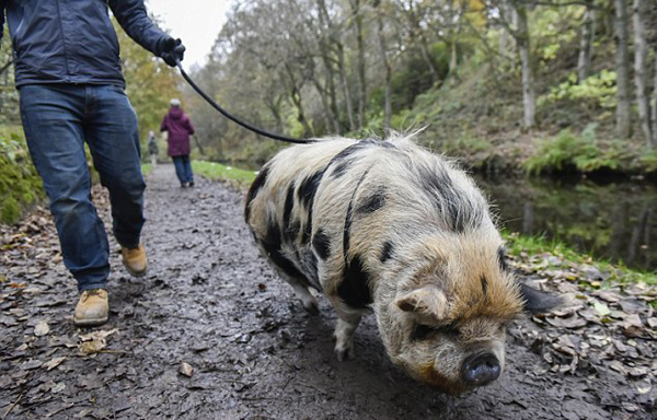 英新政策：申请特别许可证后 可带宠物猪上街散步