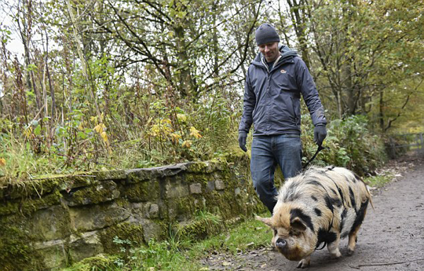 英新政策：申请特别许可证后 可带宠物猪上街散步