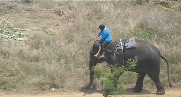 泰驯兽师被爆虐打大象 驯服其参加比赛赢善款