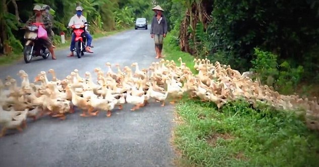 目瞪口呆！越南乡村鸭群过马路滚滚如流水