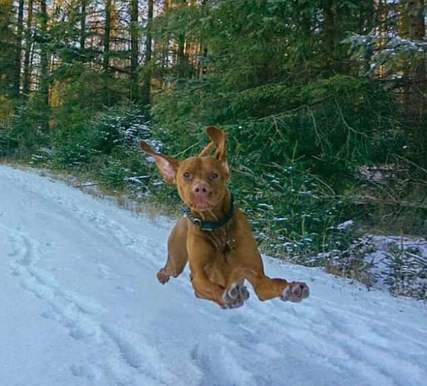 赞！英摄影师为宠物狗抓拍“空中飞犬”系列照