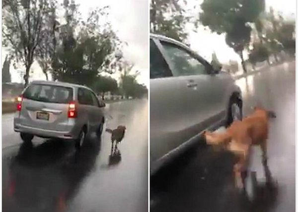 残忍！夫妇雨中开车遛狗 狗狗体力不支险丧命