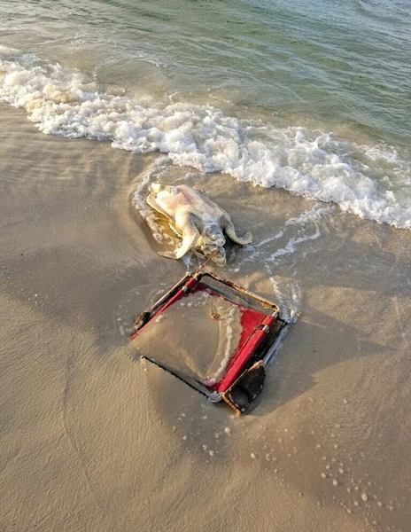 痛心！美国濒危海龟被沙滩椅勒死陈尸沙滩