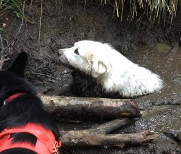 美国一搜救犬单独出动 成功帮助宠物狗脱困