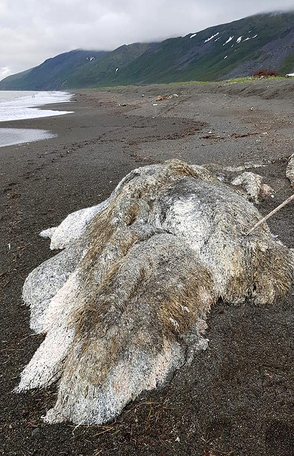 俄白令海岸边冲上巨型毛茸海怪 引网友猜测