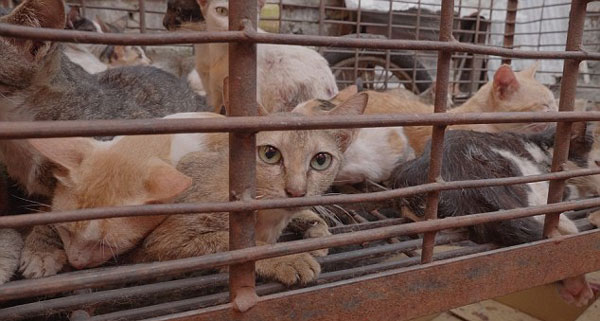 残忍！印尼市场摊贩忽视禁令肆意棒杀烧烤猫狗