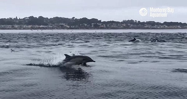 加州海岸边数百海豚海面跳跃 场面蔚为壮观