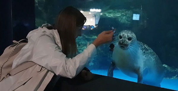 萌翻了！韩水族馆海豹跟着游客钥匙扣摆动脑袋