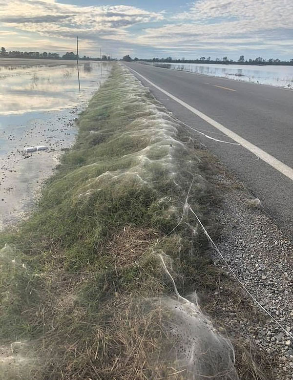 蜘蛛入侵！数千蜘蛛在美高速公路旁织网繁殖