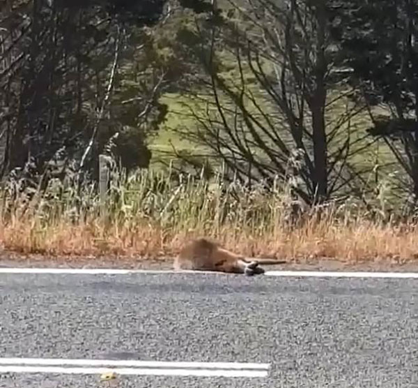 真懒！澳道路工人刷标线懒得移开袋鼠尸体