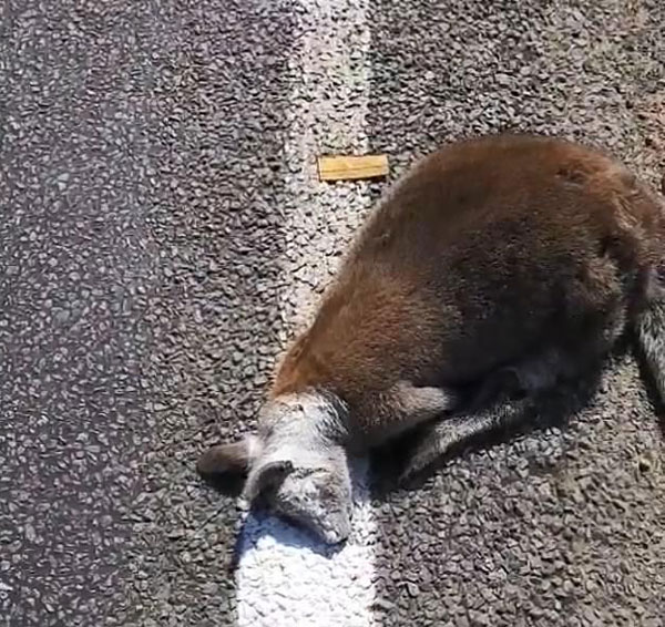 真懒！澳道路工人刷标线懒得移开袋鼠尸体