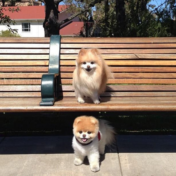 心碎！美网红萌犬在同伴去世后郁郁寡欢最终病逝