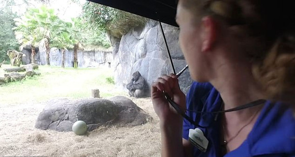 神同步！美动物园一大猩猩完美模仿饲养员倒立