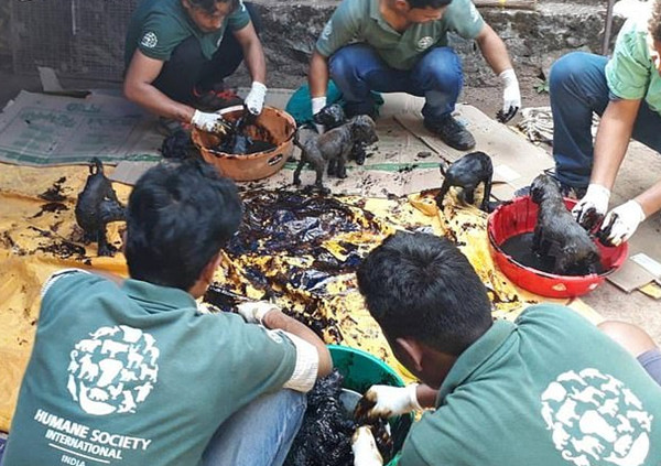 印8只流浪狗全身沾满焦油 志愿者用植物油为其清洗