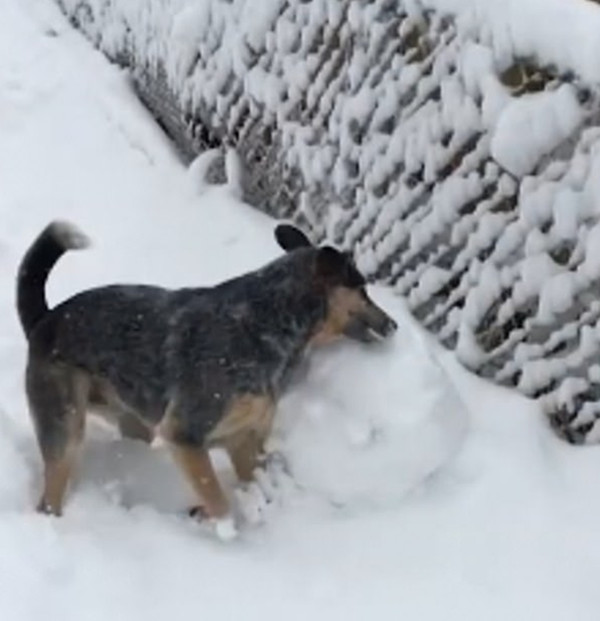 灵气十足！美两岁猎犬炫耀滚雪球技能萌翻众人