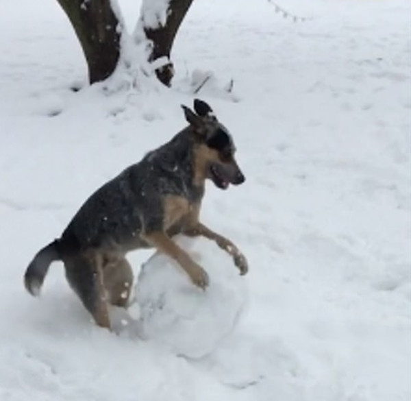 灵气十足！美两岁猎犬炫耀滚雪球技能萌翻众人