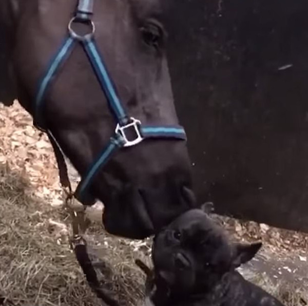 法国一斗牛犬与马相爱 上演法式热吻