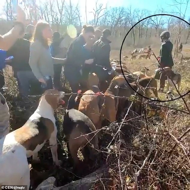 法国动物保护人士在保护牡鹿时遭到猎人枪击