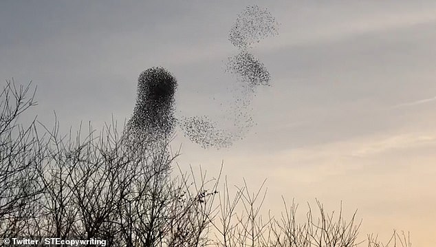 英格兰南部大批椋鸟空中“舞动”形如艺术