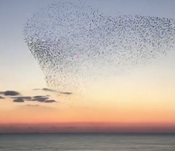 震撼！英国椋鸟群海面上空跳绝美夕阳舞