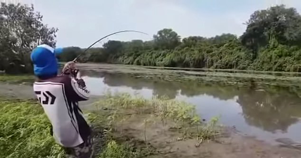 乐极生悲！澳渔民河边钓上大鱼引来鳄鱼抢食