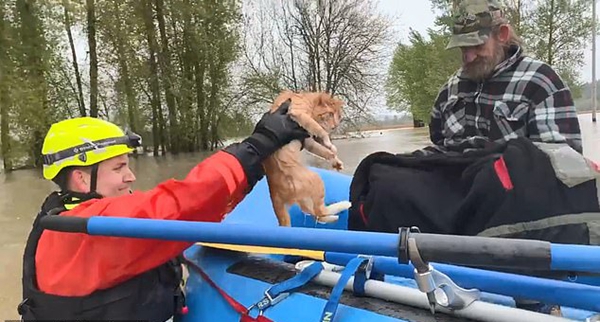 美一猫咪洪水中惊慌失措遇消防员接近企图逃跑